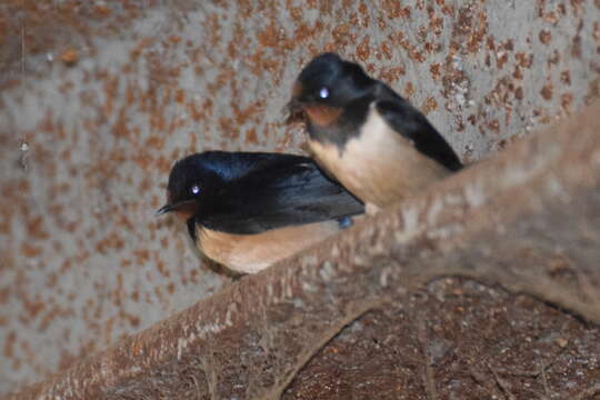 Image of Hirundo Linnaeus 1758