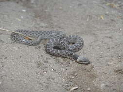 Image of Night Snake