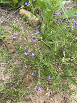 Imagem de Astragalus leptocarpus Torr. & A. Gray