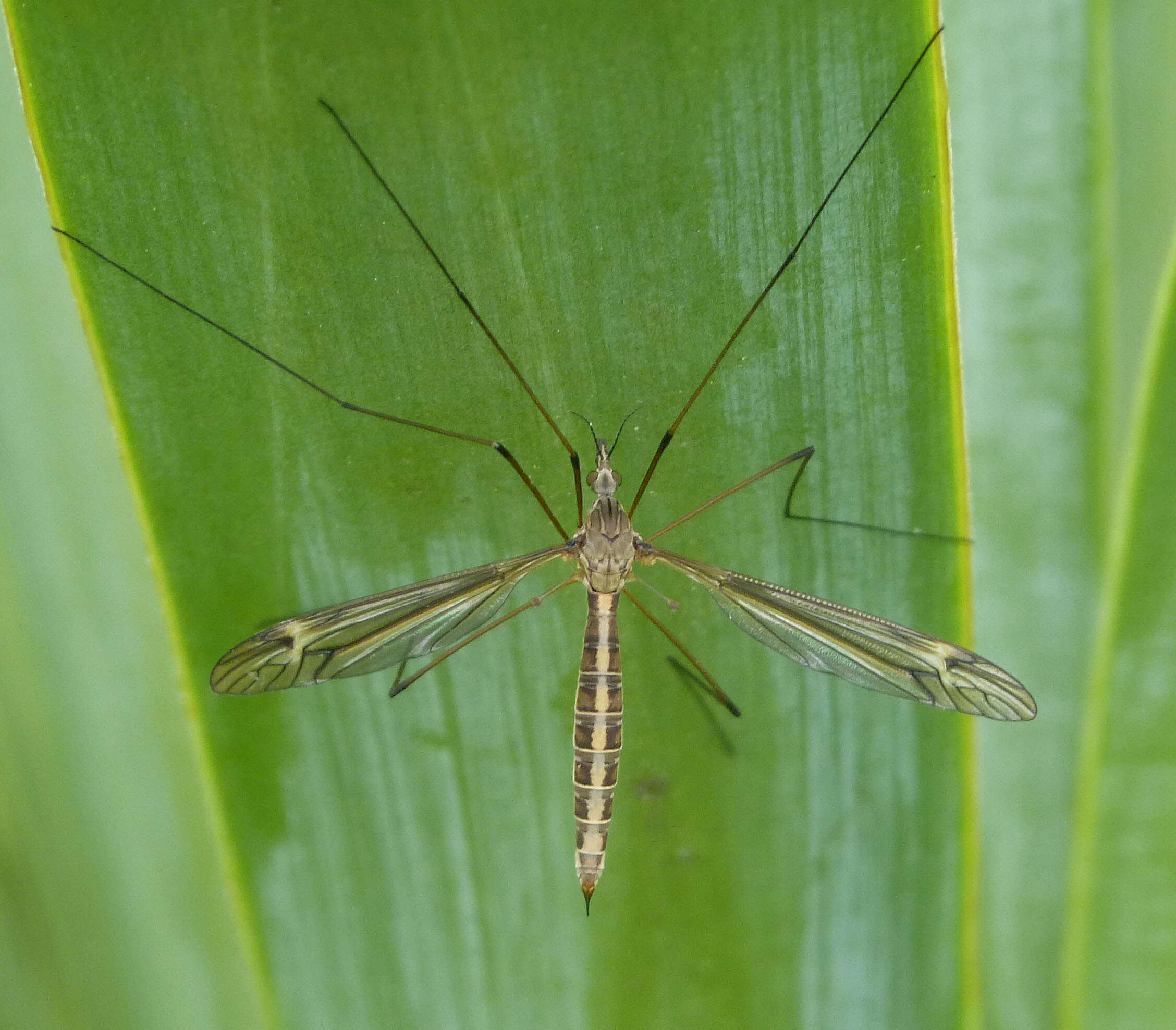 Image of Tipula (Yamatotipula) lateralis Meigen 1804