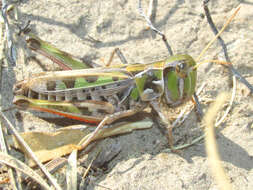 Image of Four-spotted Grasshopper