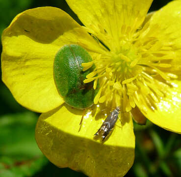 Image of thistle tortoise beetle