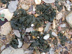 Image of Nostoc commune