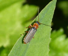 Imagem de Cantharis nigricans