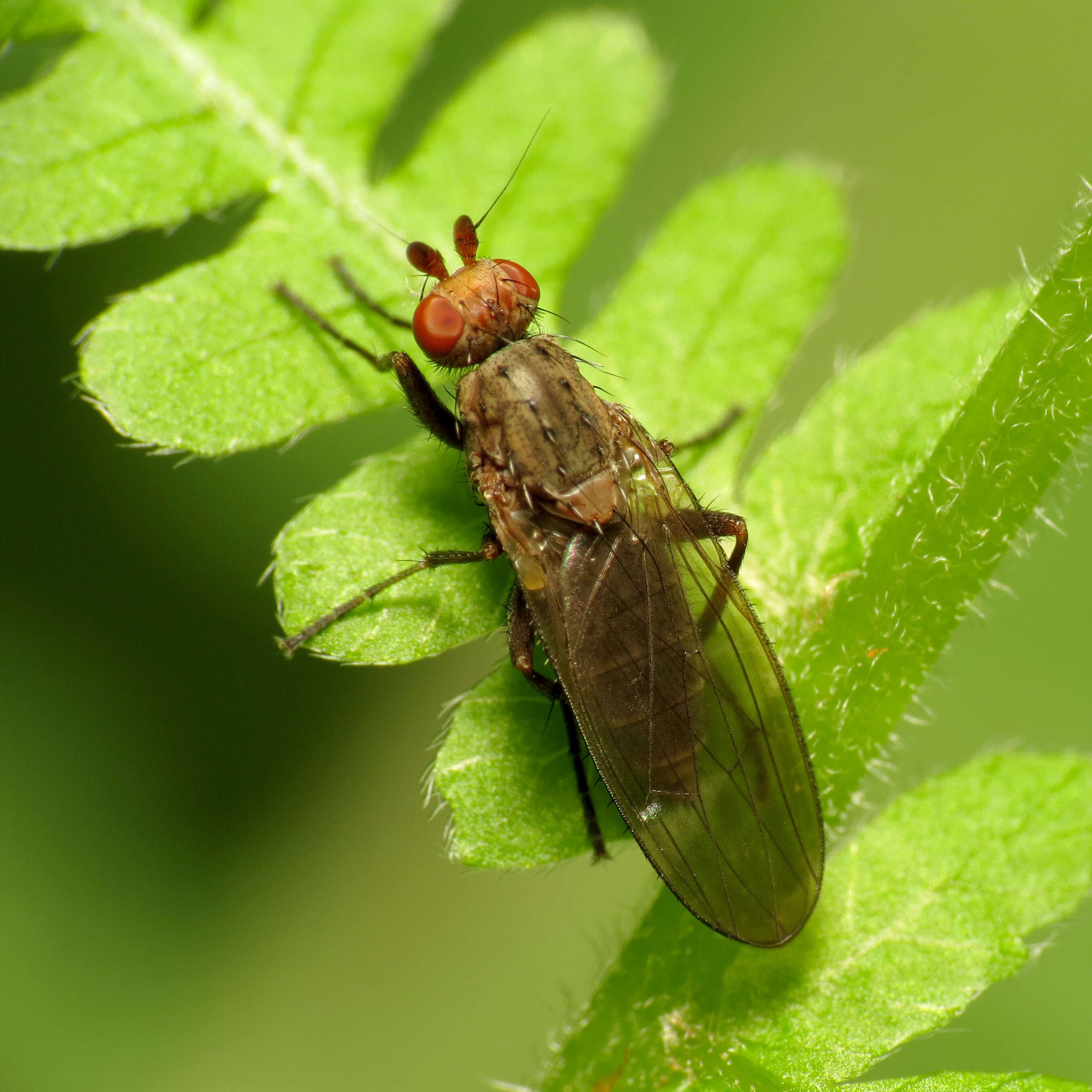 Image of heleomyzid flies