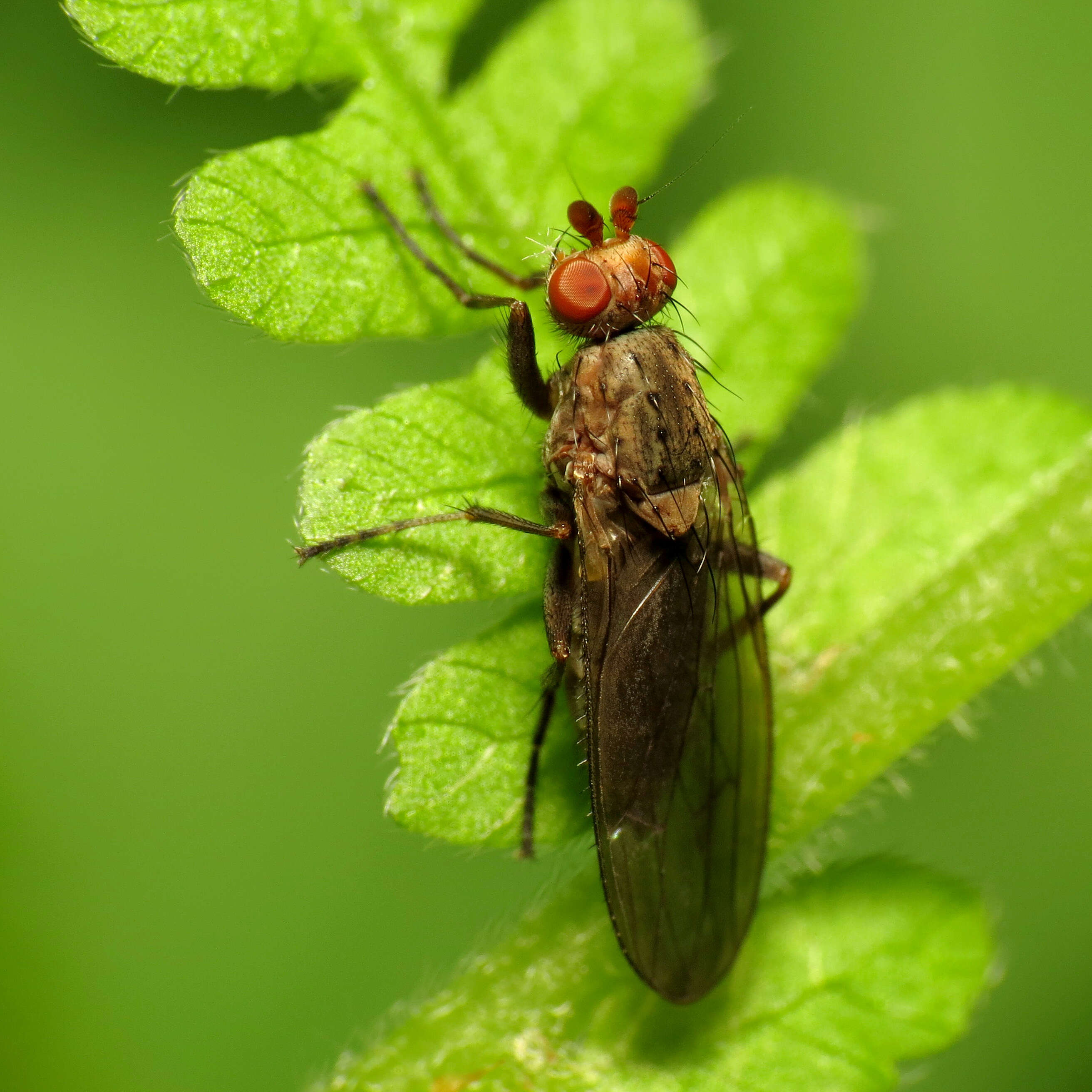 Image of heleomyzid flies