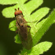 Image of heleomyzid flies