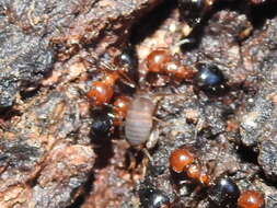 Image of Nebraska Ant Cricket