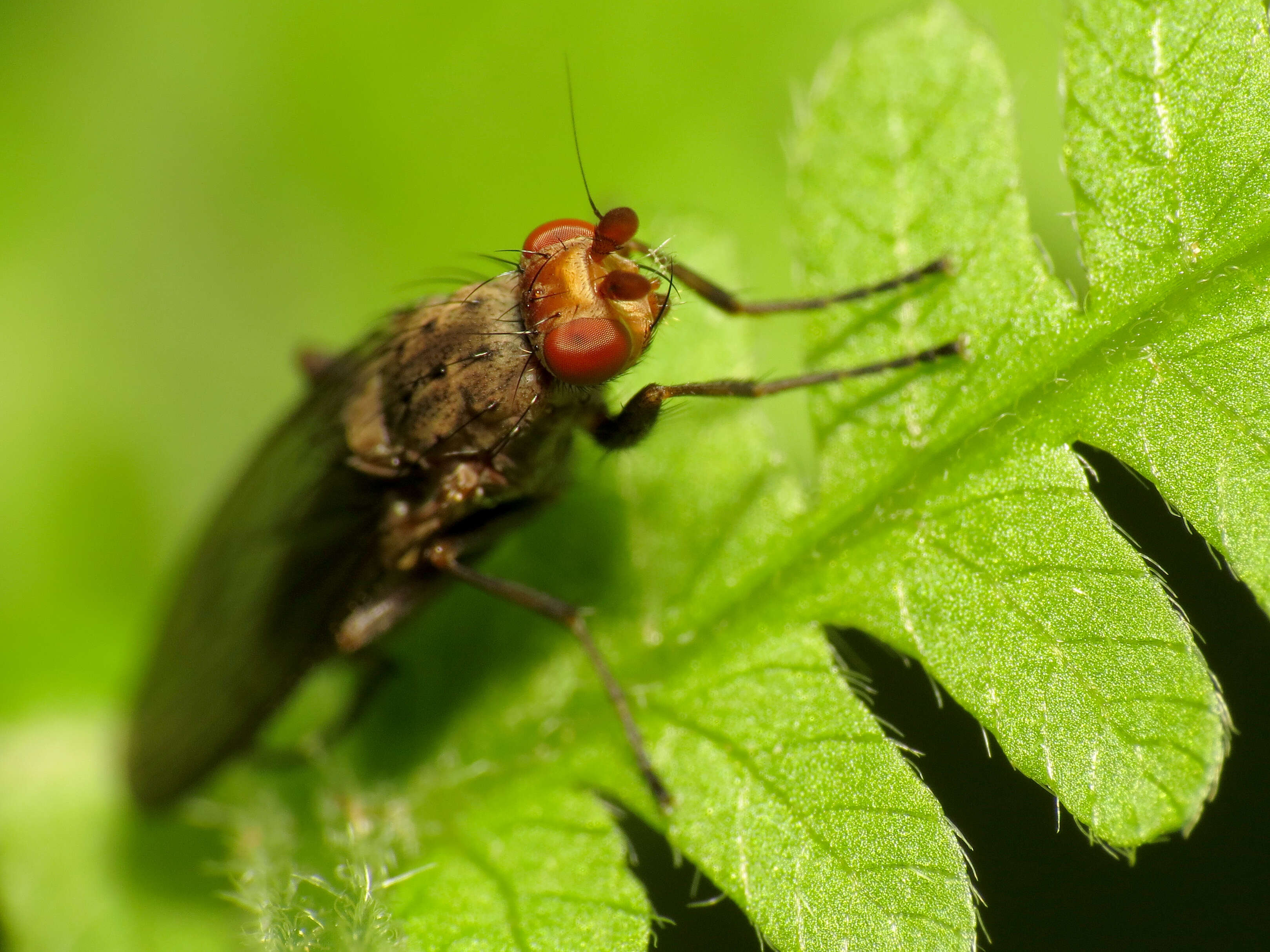 Image of heleomyzid flies