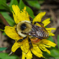 Слика од Bombus rufocinctus Cresson 1864