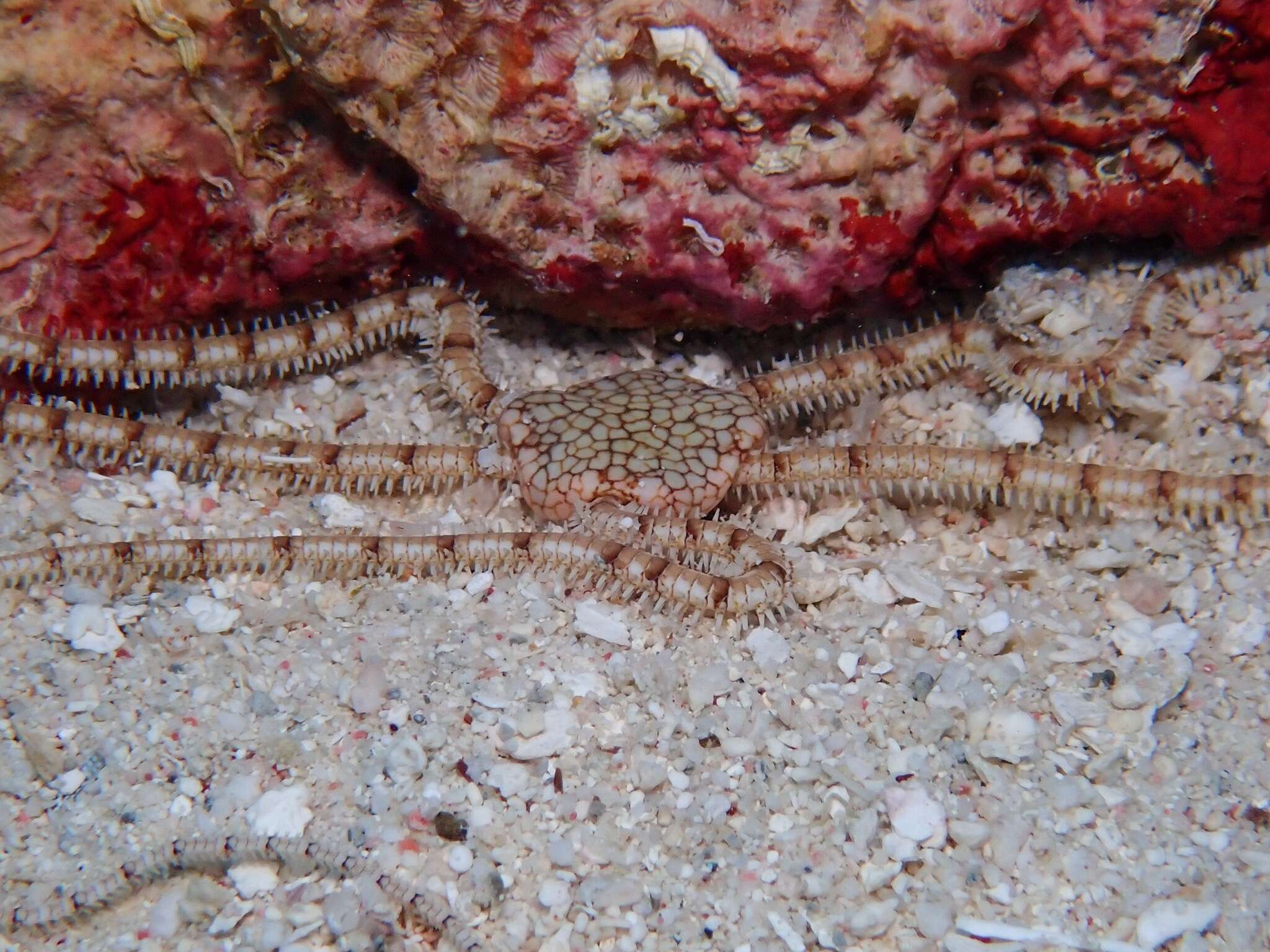 Image of Reticulated brittle star