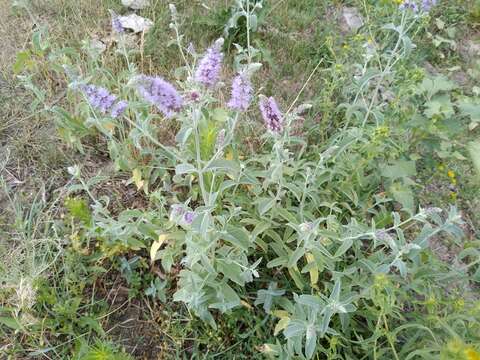 Imagem de Mentha longifolia var. asiatica (Boriss.) Rech. fil.