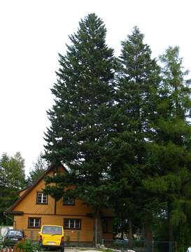 Image of Douglas Fir