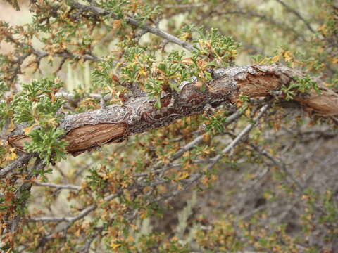 Plancia ëd Purshia glandulosa Curran