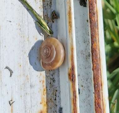 Image of reddish snail