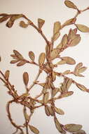 Image of Fowler's knotweed