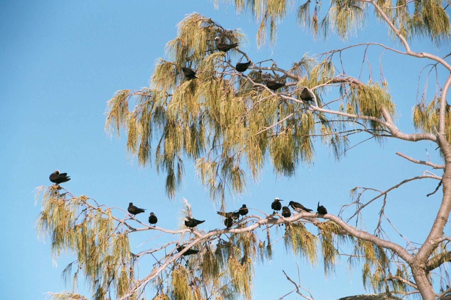 Image of Black Noddy