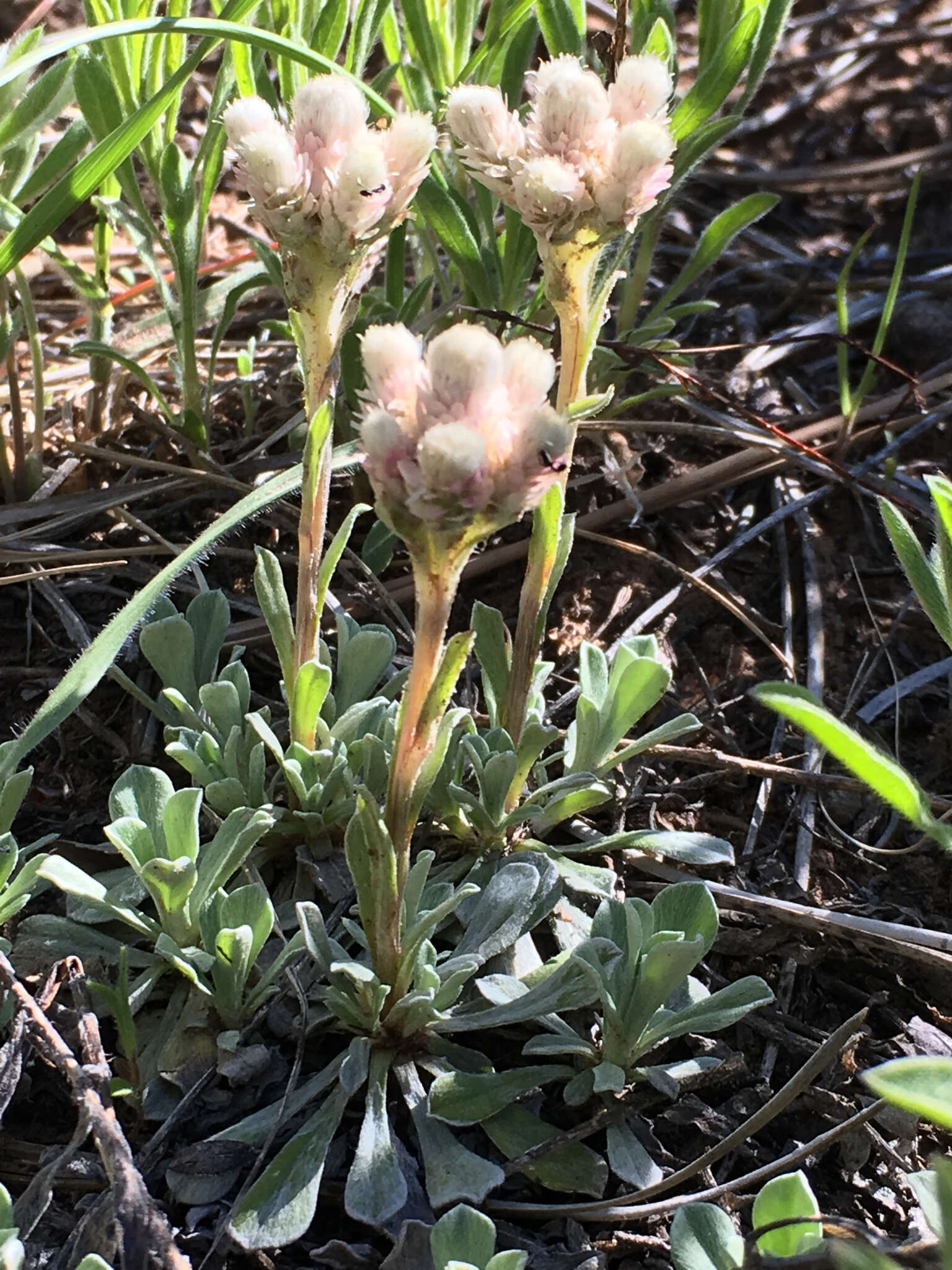 Imagem de Antennaria parvifolia Nutt.