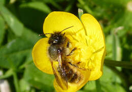 Image of Osmia rufa (Linnaeus 1758)