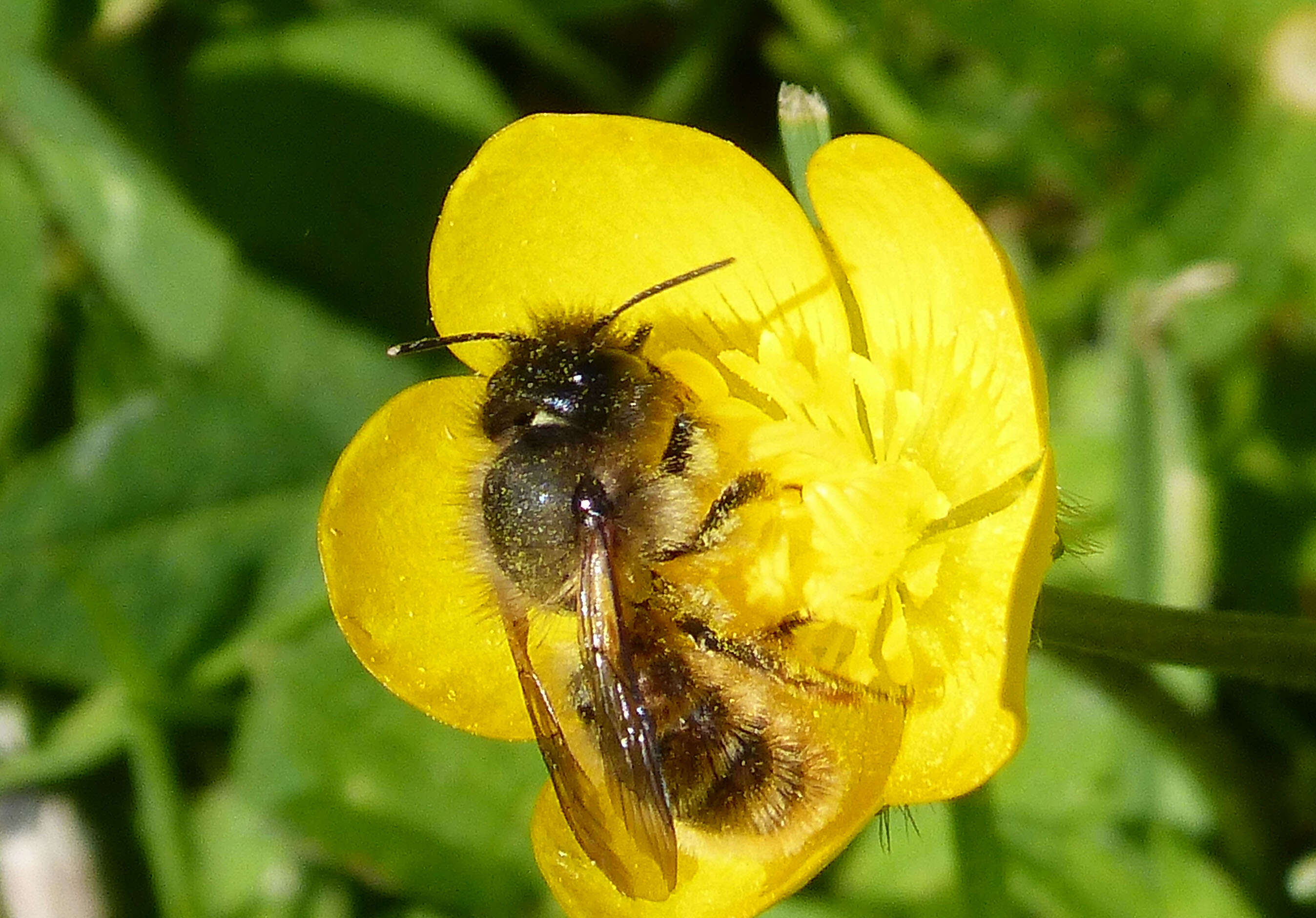 Image of Osmia rufa (Linnaeus 1758)