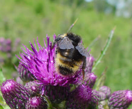 Image of Bombus sylvestris (Lepeletier 1832)