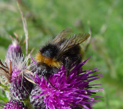 Image of Bombus sylvestris (Lepeletier 1832)