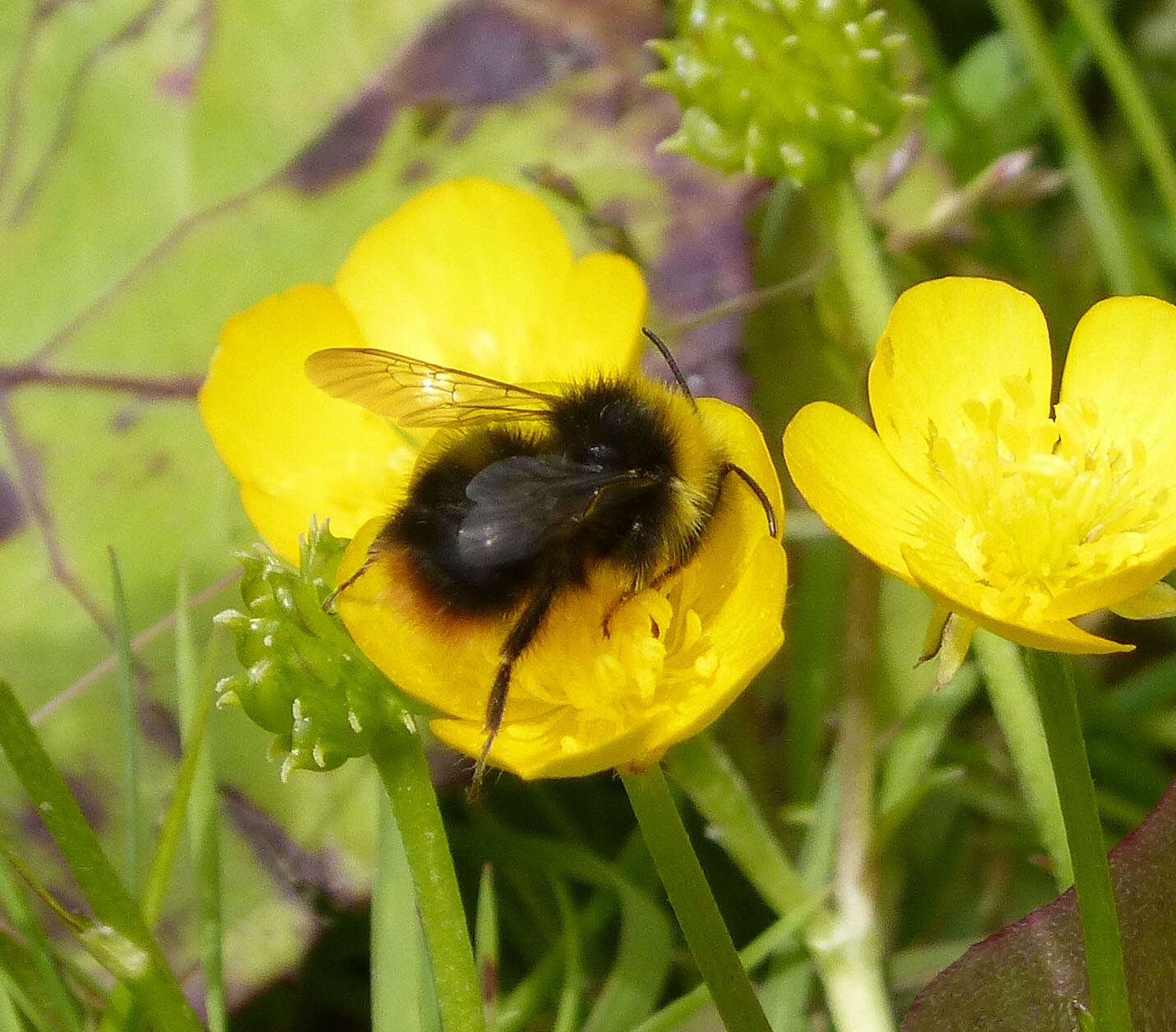 Plancia ëd Bombus pratorum (Linnaeus 1761)