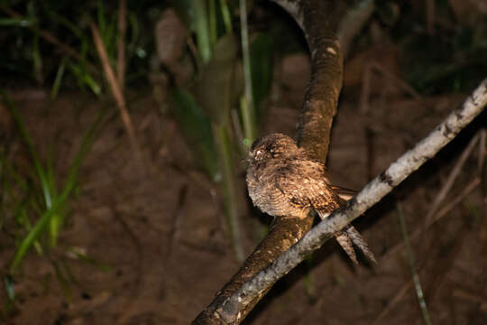 Image of Ladder-tailed Nightjar