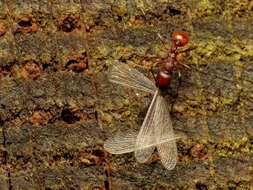 Image of Spine-waisted Ants