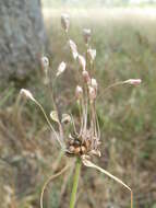 Image de Ail des jardins