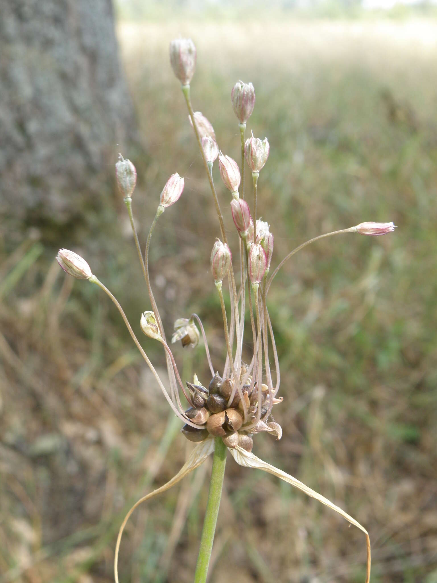 Image de Ail des jardins