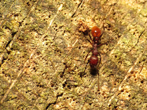 Image of Spine-waisted Ants