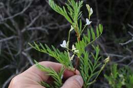 Image of timber milkvetch