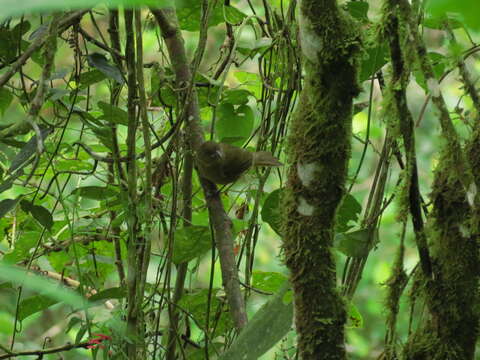 Image of Ochre-breasted Tanager