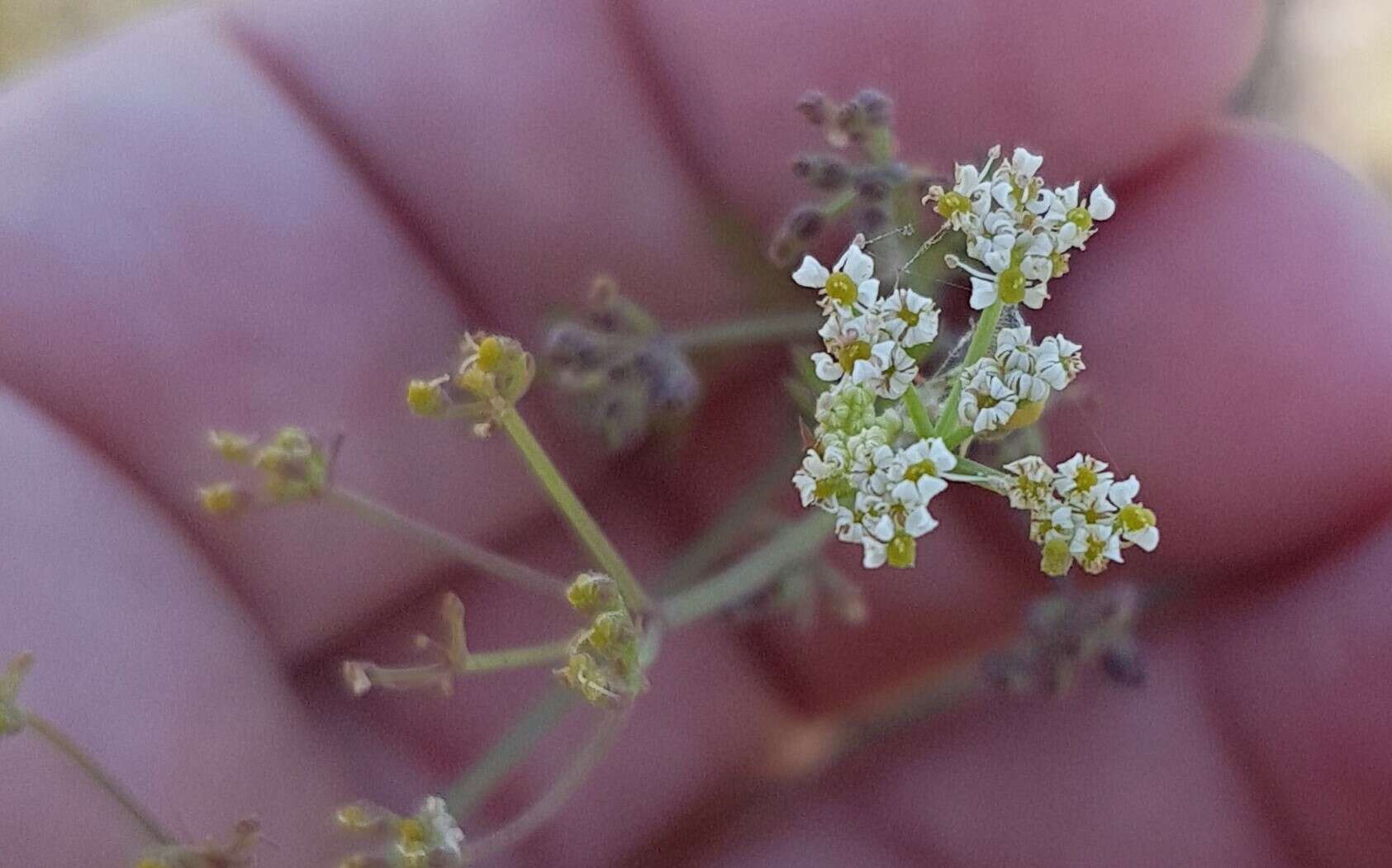 Слика од Dasispermum hispidum