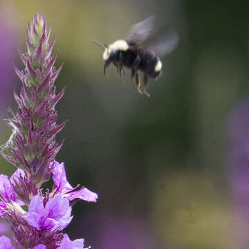 Image of Vosnesensky Bumble Bee