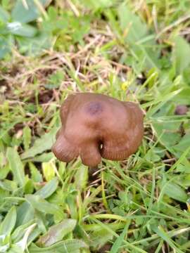 Image of Entoloma infula (Fr.) Noordel. 1980