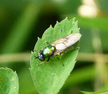 Image of Soldier fly