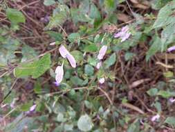 صورة Hypoestes triflora (Forssk.) Roem. & Schult.