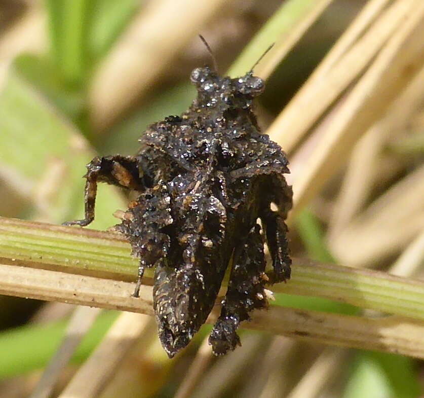 Image of Trachytettix bufo bufo (Costa & A. 1864)