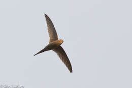 Image of African Palm Swift