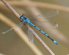 Image of Azure Bluet