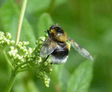 Volucella bombylans (Linnaeus 1758) resmi