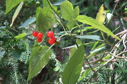 Слика од Solanum pittosporifolium Hemsl.