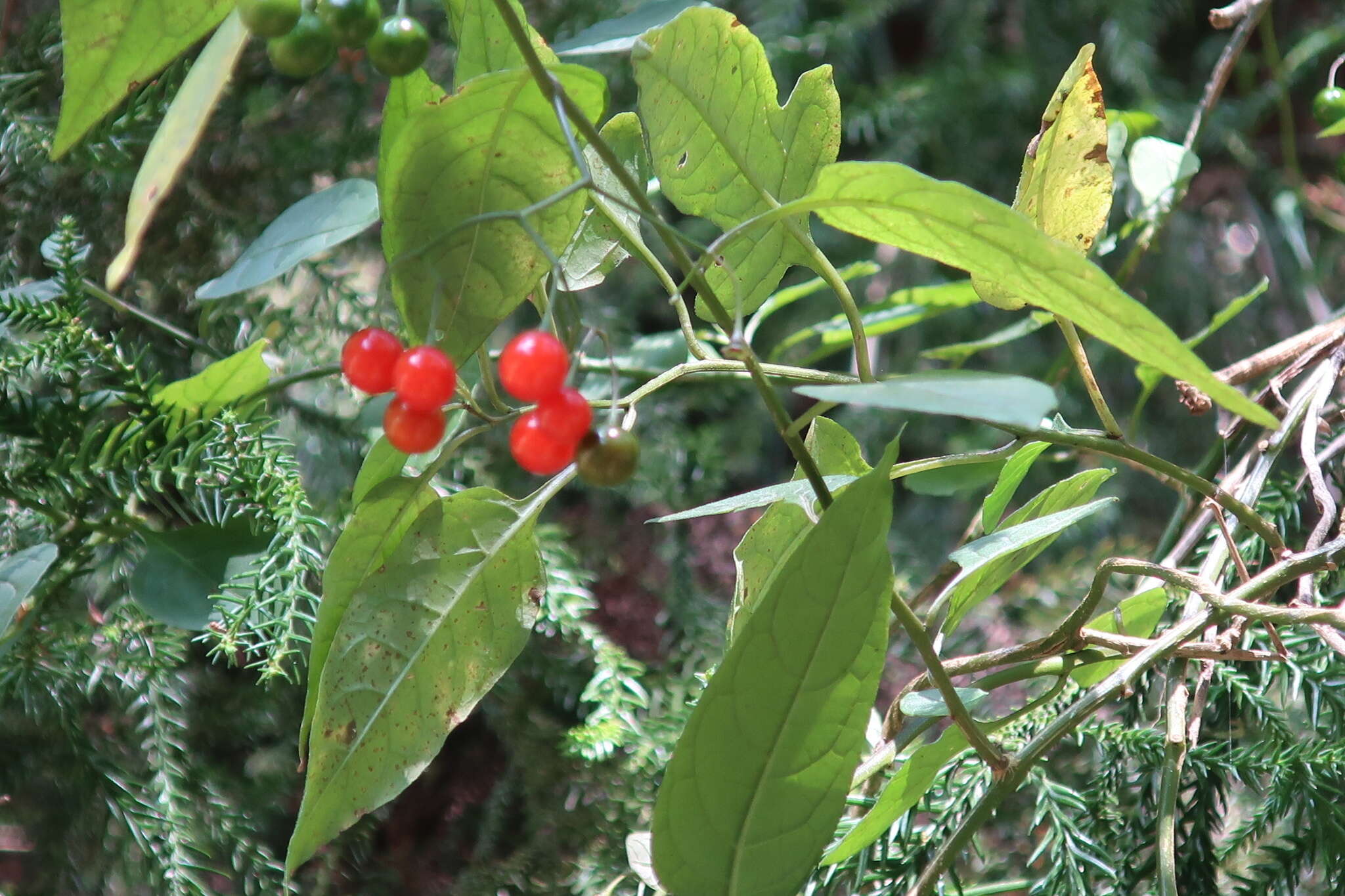 صورة Solanum pittosporifolium Hemsl.