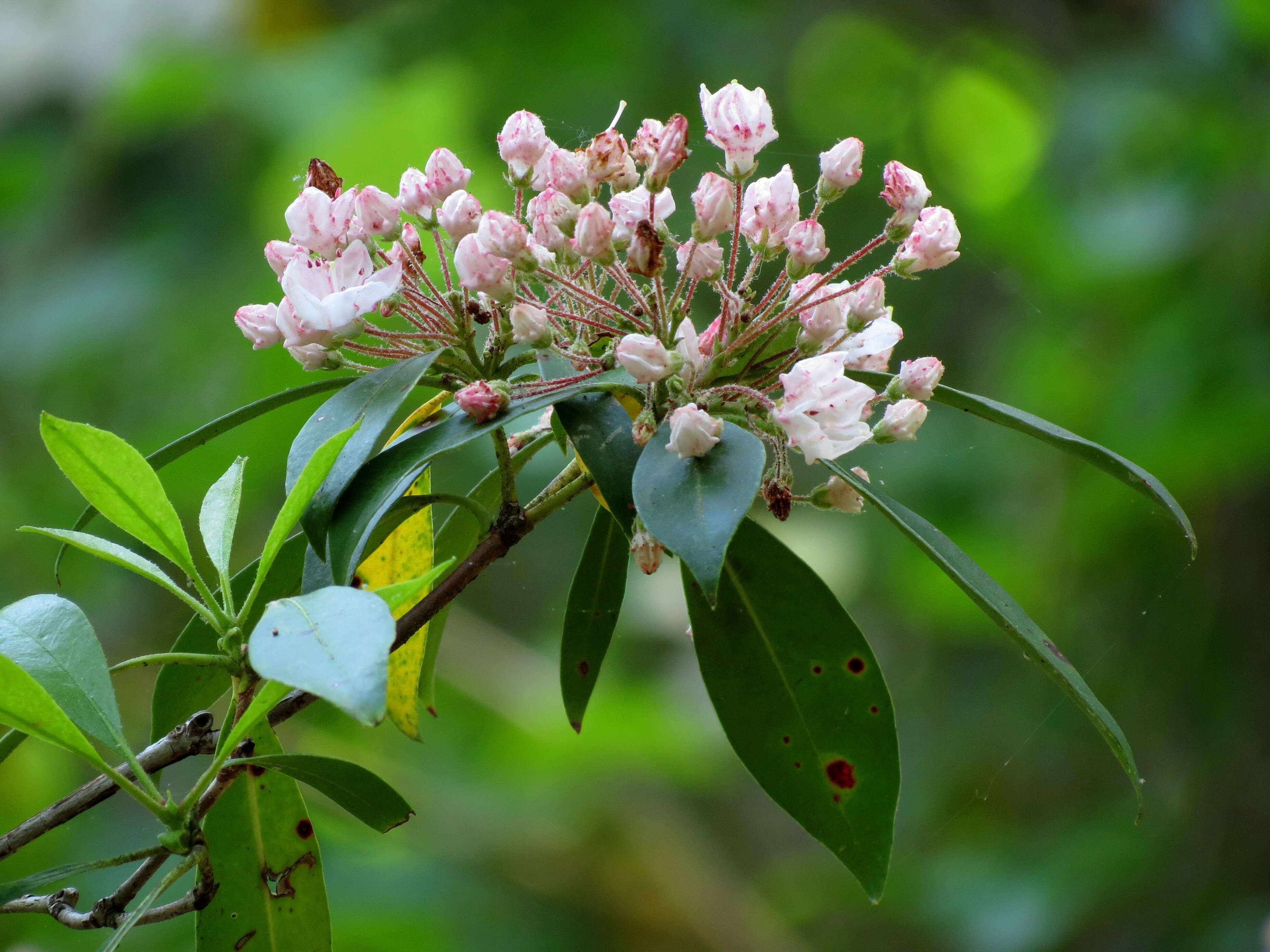 Image of mountain laurel