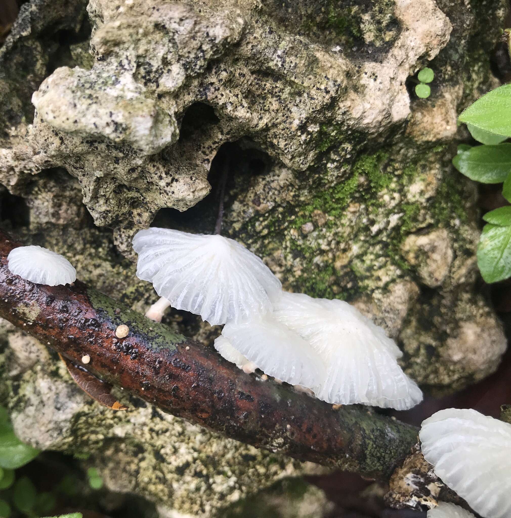 Plancia ëd Marasmiellus cubensis (Berk. & M. A. Curtis) Singer 1962