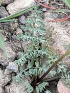 Image of Canby's biscuitroot