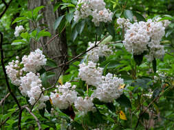 Image of mountain laurel