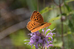 Image of Aphrodite Fritillary